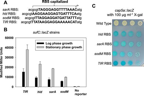 beta galactosidase assay|Single.
